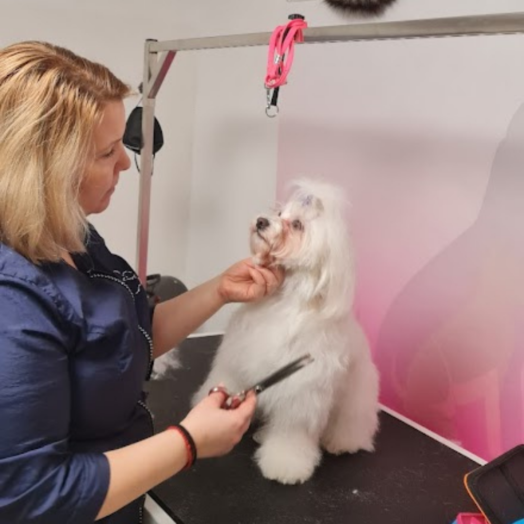 Izdelek brez naslova 6