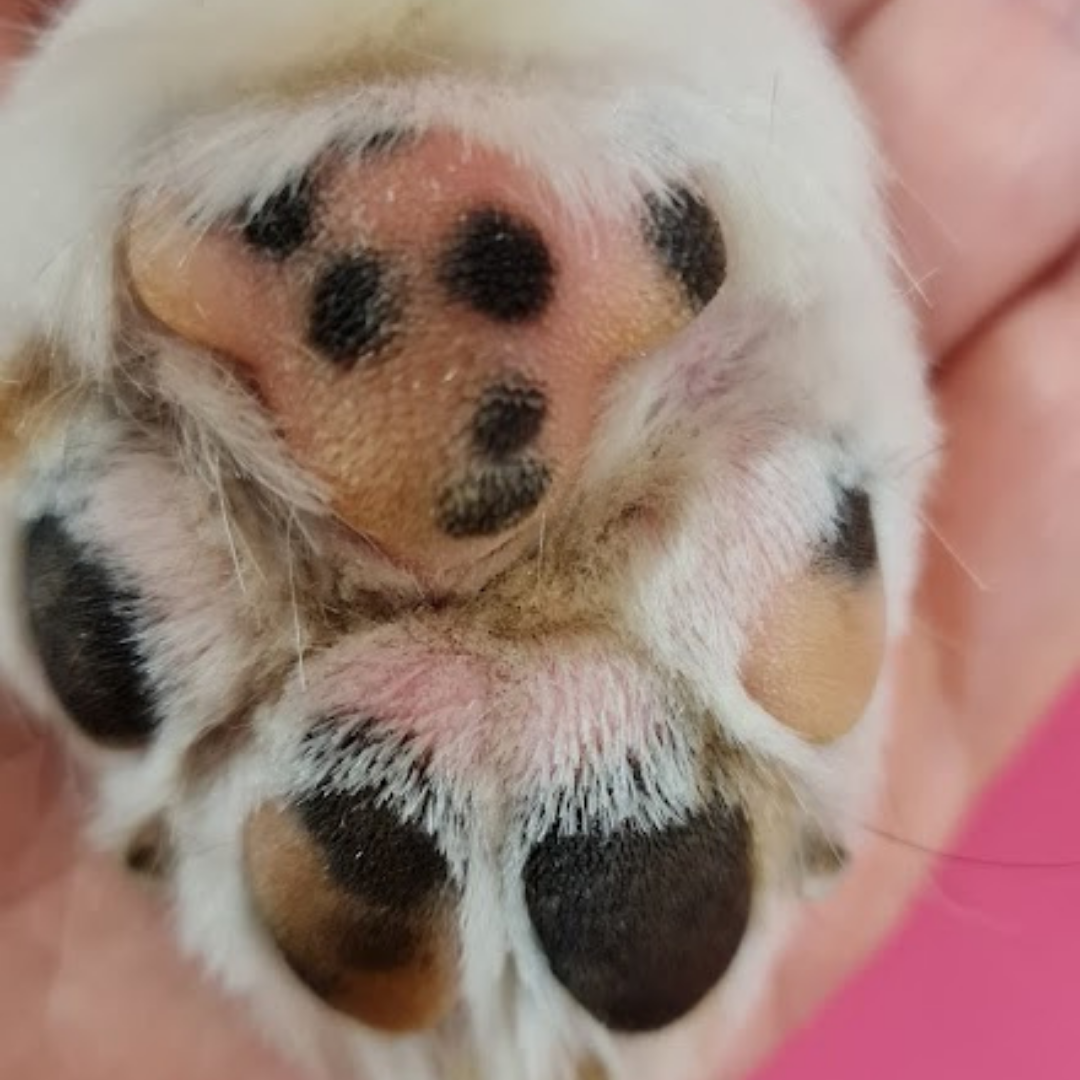 Izdelek brez naslova 8