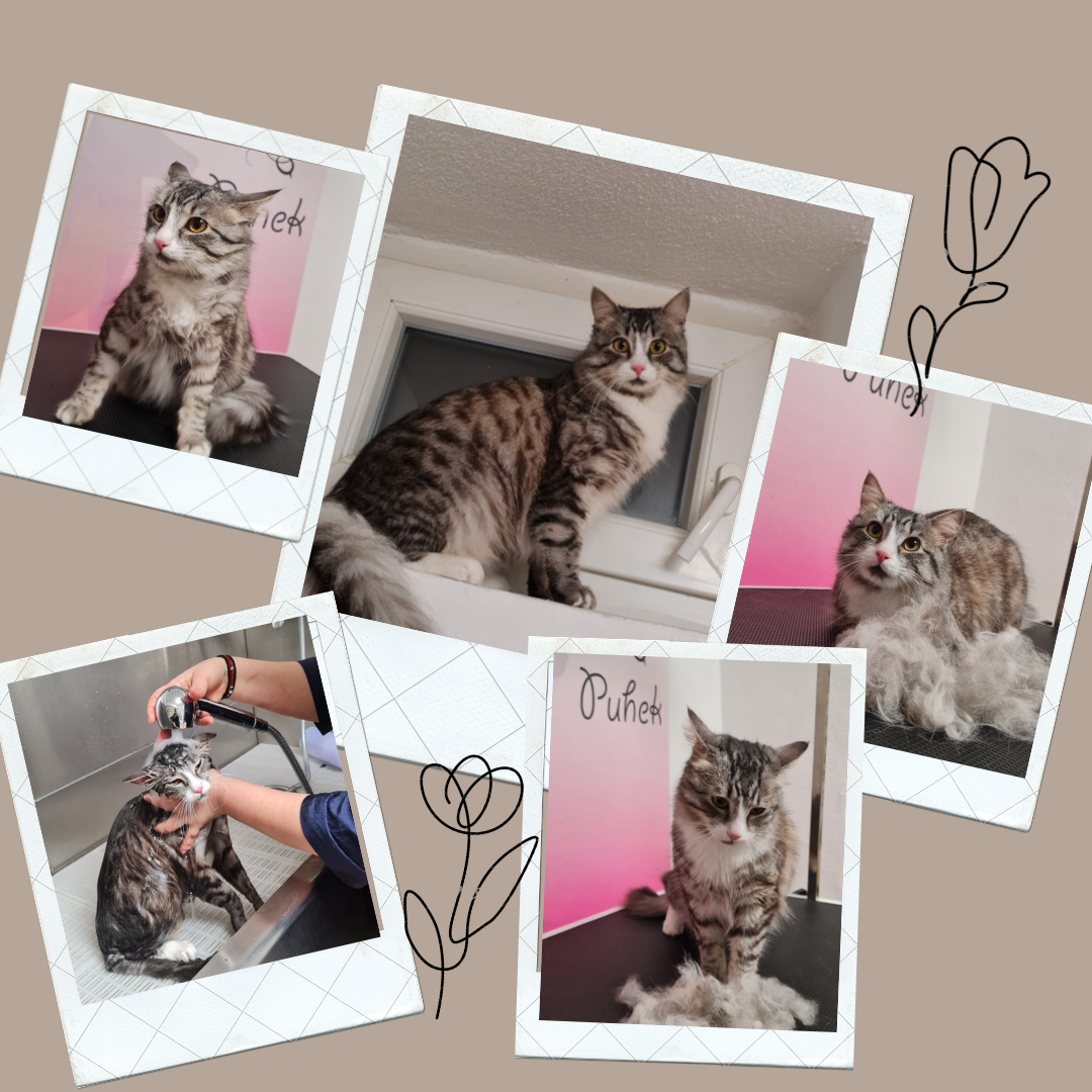 Modern My Skincare Routine Chocolate Instagram Post